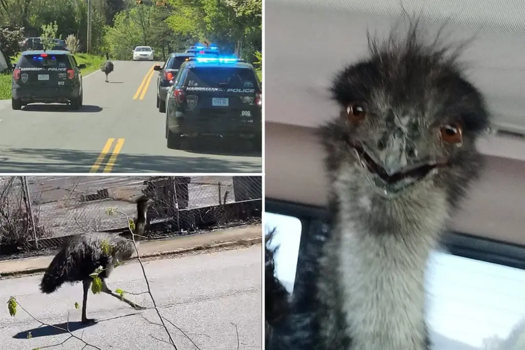 Featured image for Emu leads police on 20-mile chase through Tennessee town.