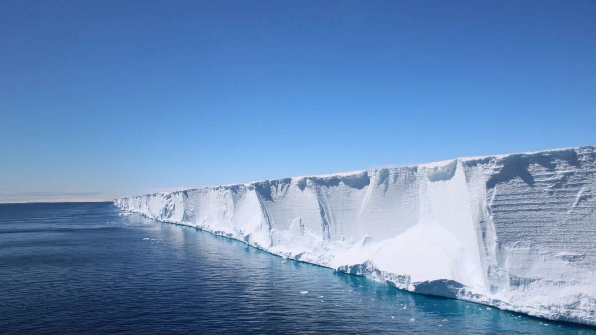 Featured image for Underwater Exploration Reveals Massive Icefish Nests Beneath Antarctic Ice