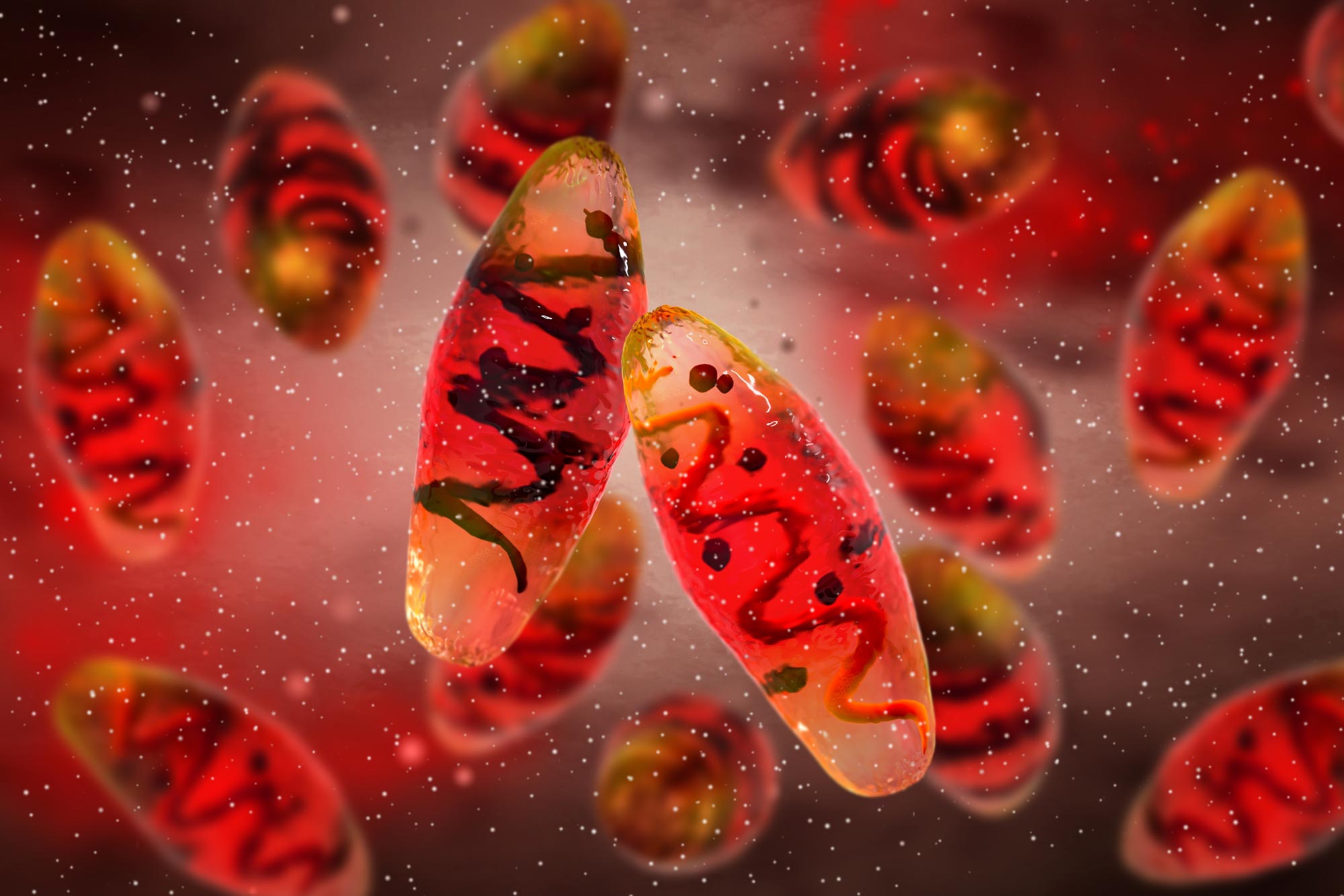 Featured image for Ancient Sheep Unravels Historic Mystery