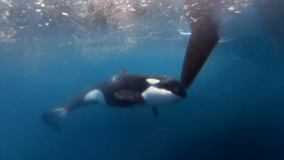 Featured image for Orcas' Bold and Dangerous Behavior Continues to Disrupt Sailing Races and Boats Worldwide