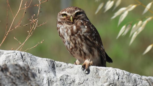 Featured image for Ancient Greek 'arks' save animals in unexpected rescue