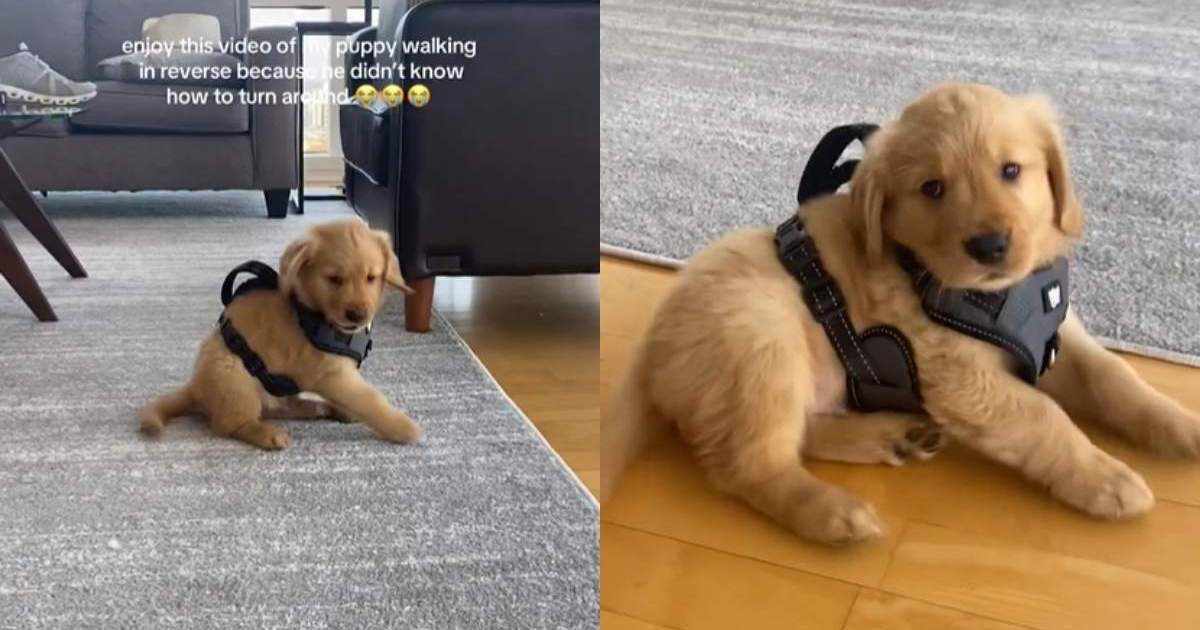 Featured image for Golden Retriever Puppy Reverses After Failed Turn