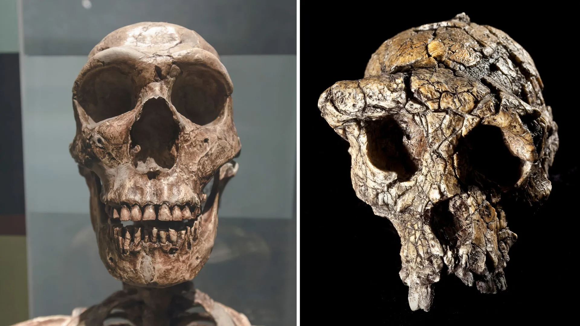 Featured image for 7 Million-Year-Old Fossil Suggests Early Human Ancestor Walked Upright