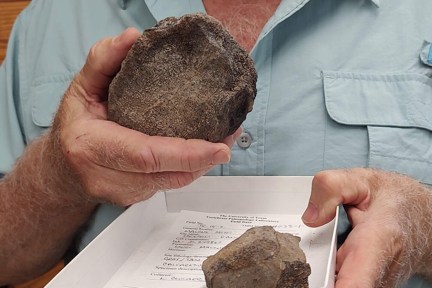 Featured image for "Unearthing Texas' First Jurassic Sea Creature Fossil Unveils Exciting Possibilities"