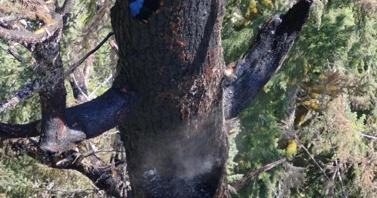 Featured image for Fire Threatens Oregon’s Tallest Tree Amid Ongoing Blaze