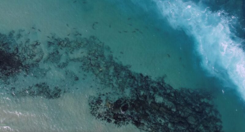 Featured image for Feeding Sharks by Tourists Linked to Fatal Attack