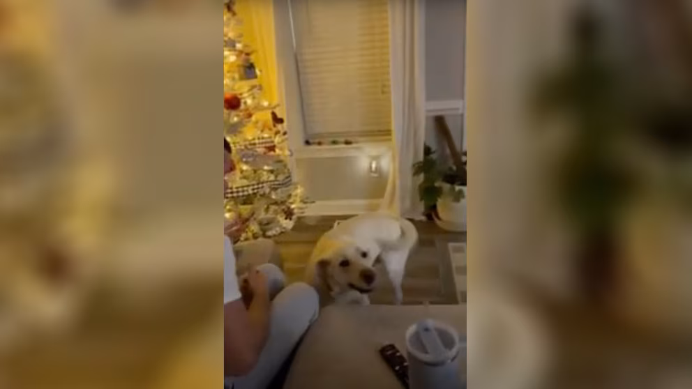 Featured image for Service Dog Saves Girl with Type 1 Diabetes in Medical Emergency