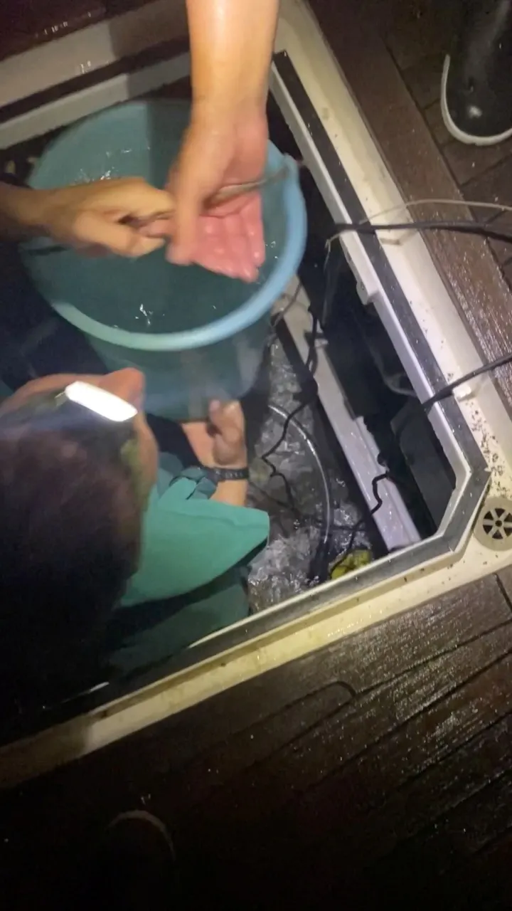 Featured image for Rogue orca pod wreaks havoc on boats off Spanish coast.