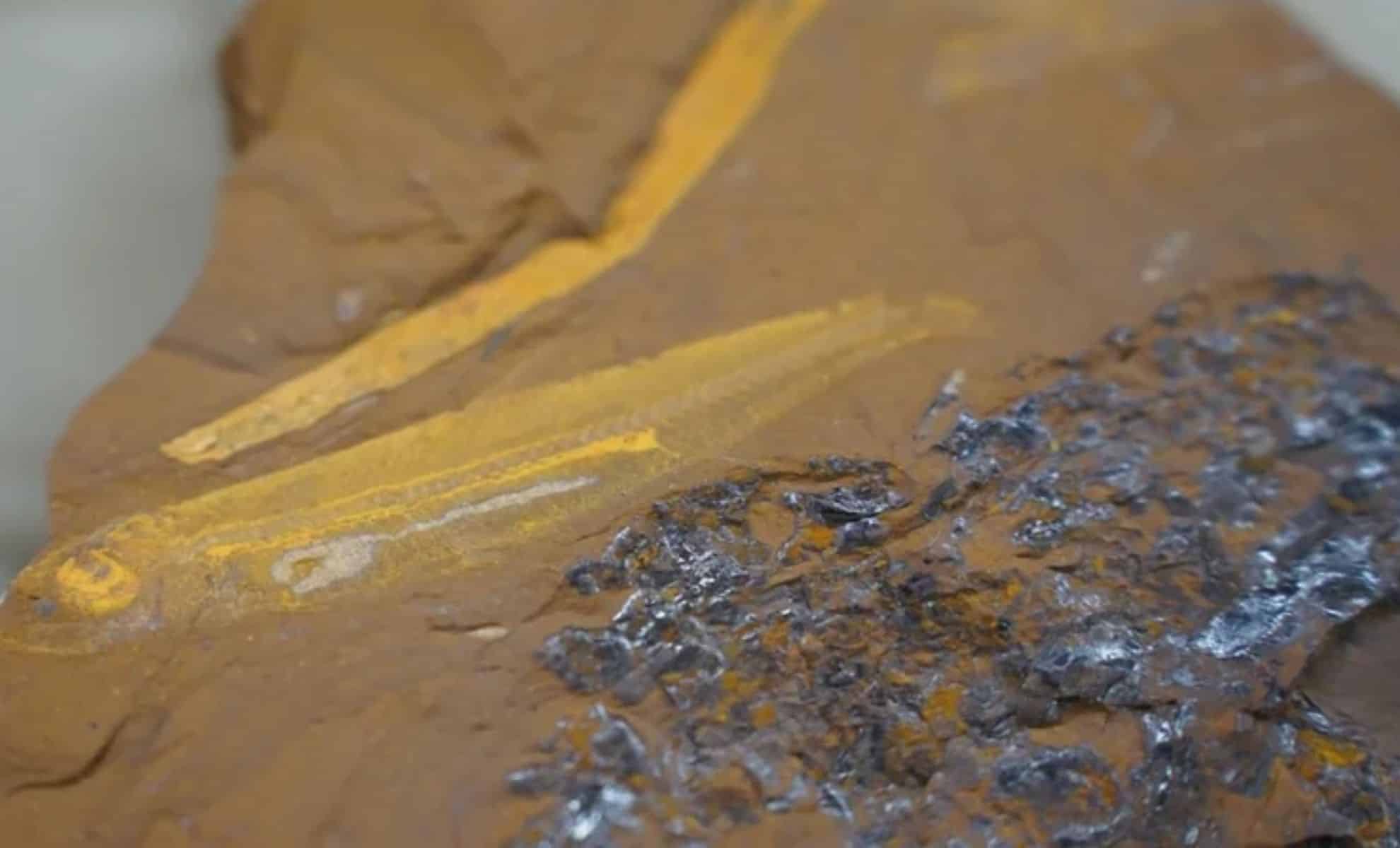 Featured image for Remarkable 15-Million-Year-Old Fossil Offers New Insights into the Past