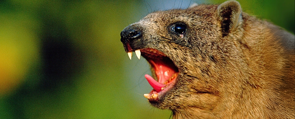 Featured image for Ancient Mammal's Unique Fossil Reveals 126,000-Year-Old Behavior