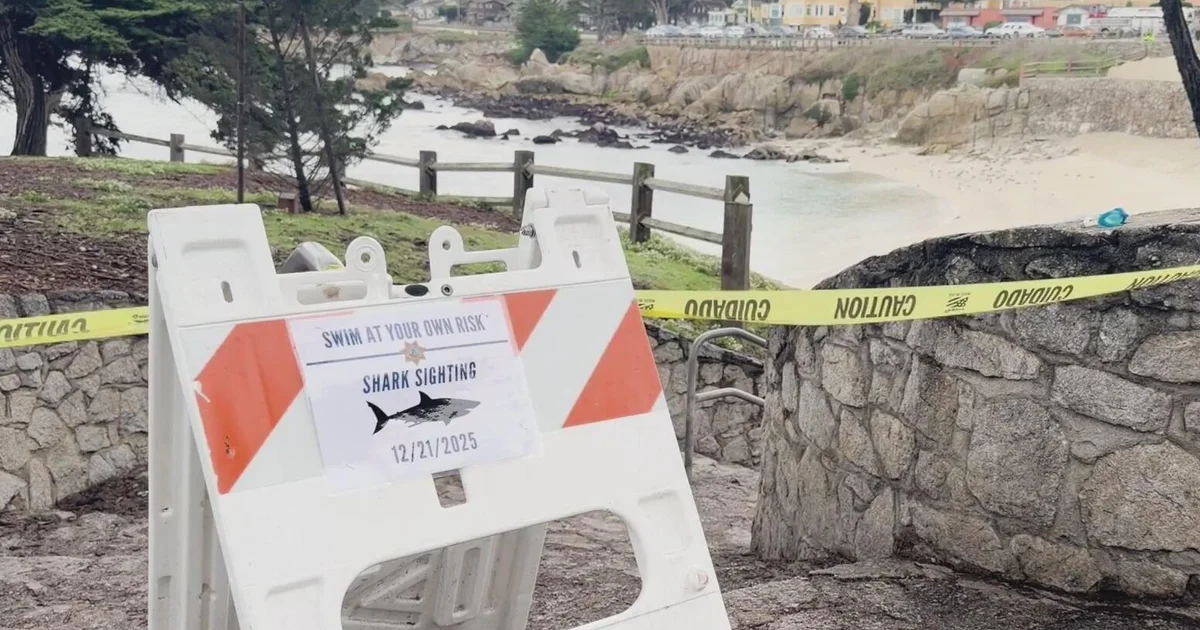 Featured image for Coroner Confirms Shark Attack Death of Swimmer Erica Fox in Pacific Grove