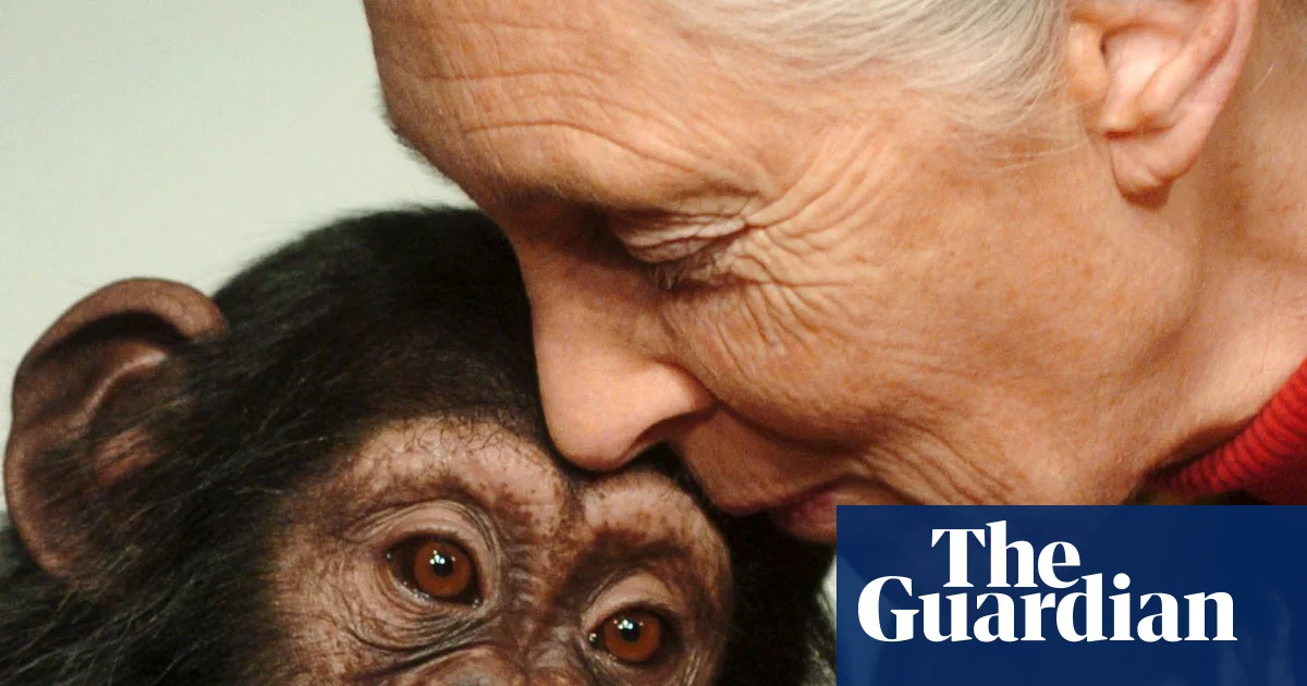 Featured image for Jane Goodall, Renowned Primatologist and Conservation Icon, Dies at 91