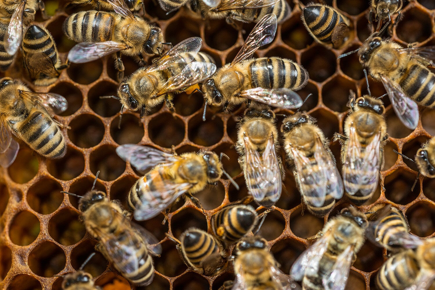 Featured image for Crop Chemicals Alter Behavior in Bees and Fish