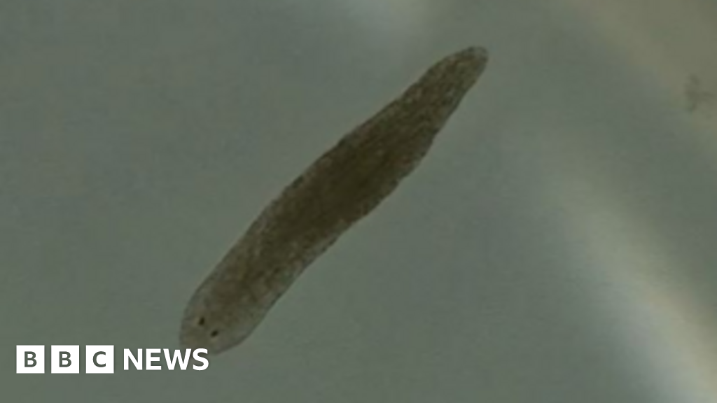 Featured image for Flatworms Offer Hope for Schizophrenia Treatment