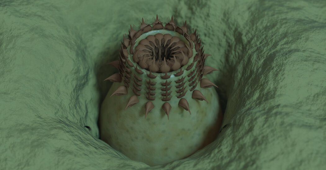 Featured image for Grand Canyon's Ancient Fossils Reveal Early Complex Life