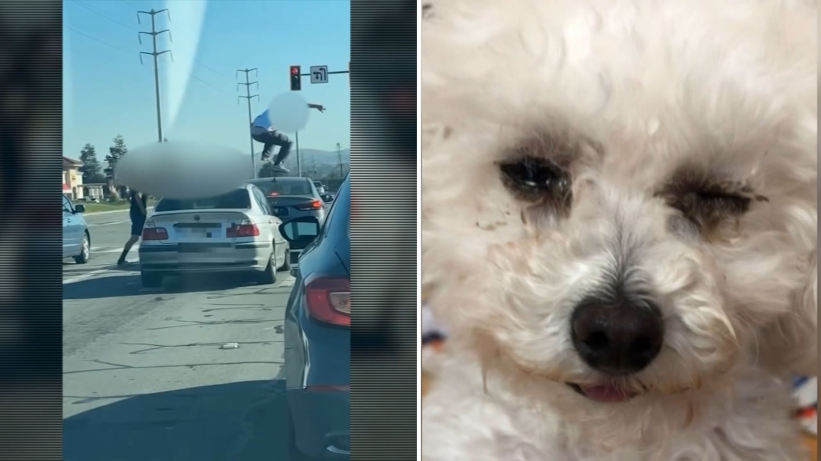 Featured image for "Road Rage in San Jose: Dog Injured, Suspect Arrested"