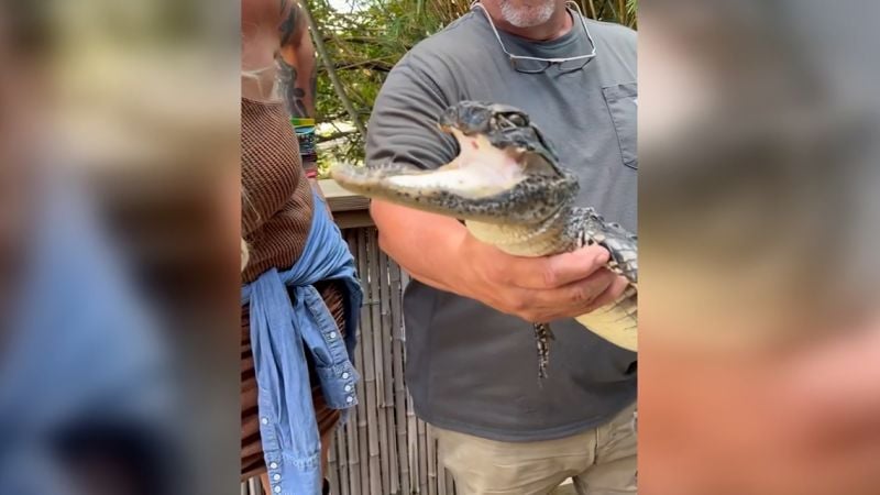 Featured image for Injured Alligator Finds Sanctuary at Gatorland in Florida