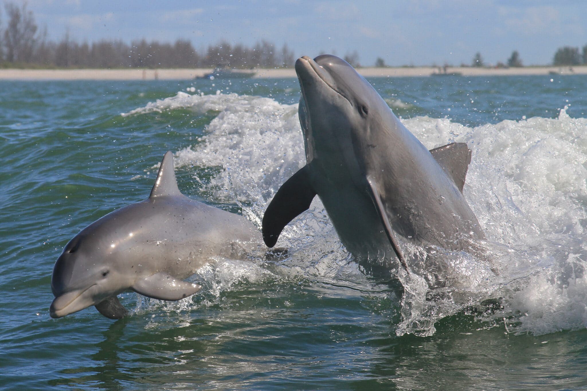 Featured image for Dolphin Brain Damage from Toxins May Signal Human Alzheimer’s Risks