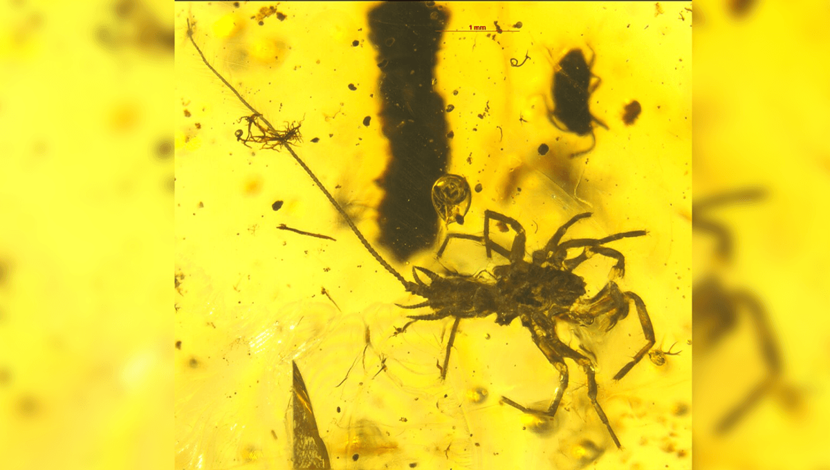 Featured image for Early Spider Designs Featured Tailed, Eight-Legged Creatures