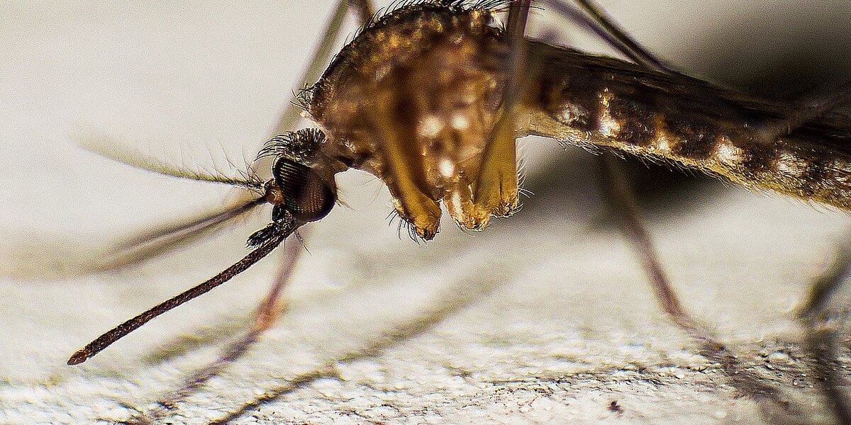 Featured image for West Nile Virus Alert in Sarasota County