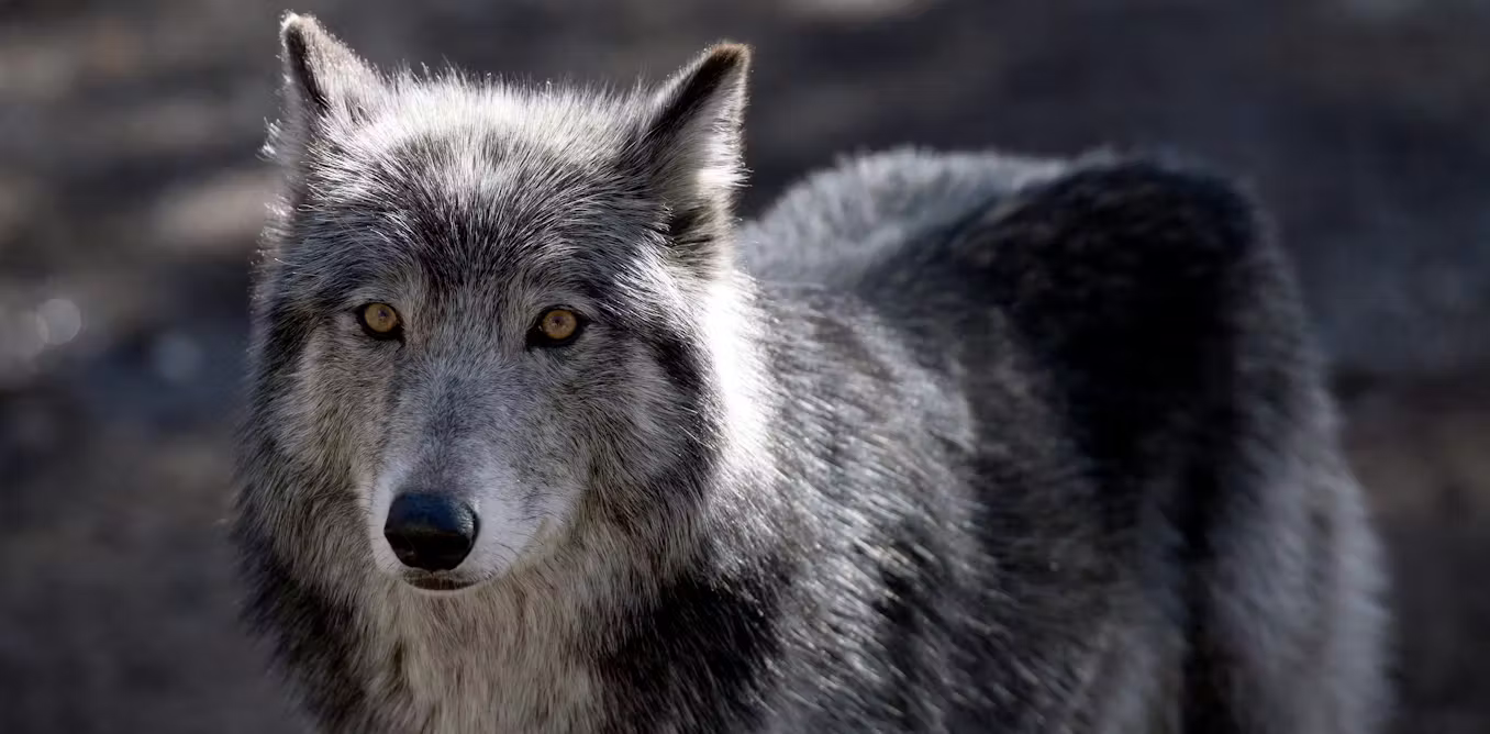 Featured image for Americans' Favor for Wolves Diminishes When Politics Are Mentioned
