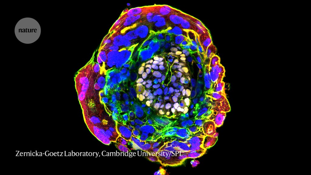Featured image for Redefining the Embryo: Scientists Call for a New Definition