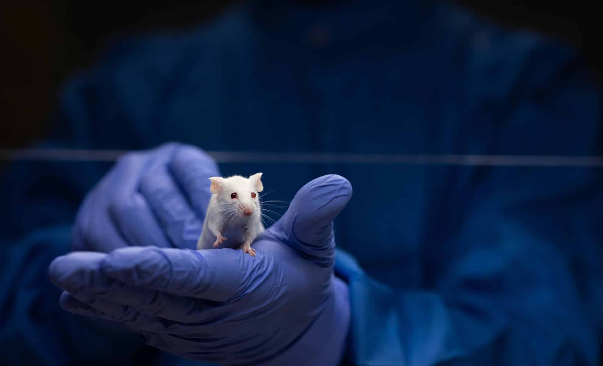 Featured image for Scientists Achieve Reversal of Alzheimer’s Symptoms in Mice