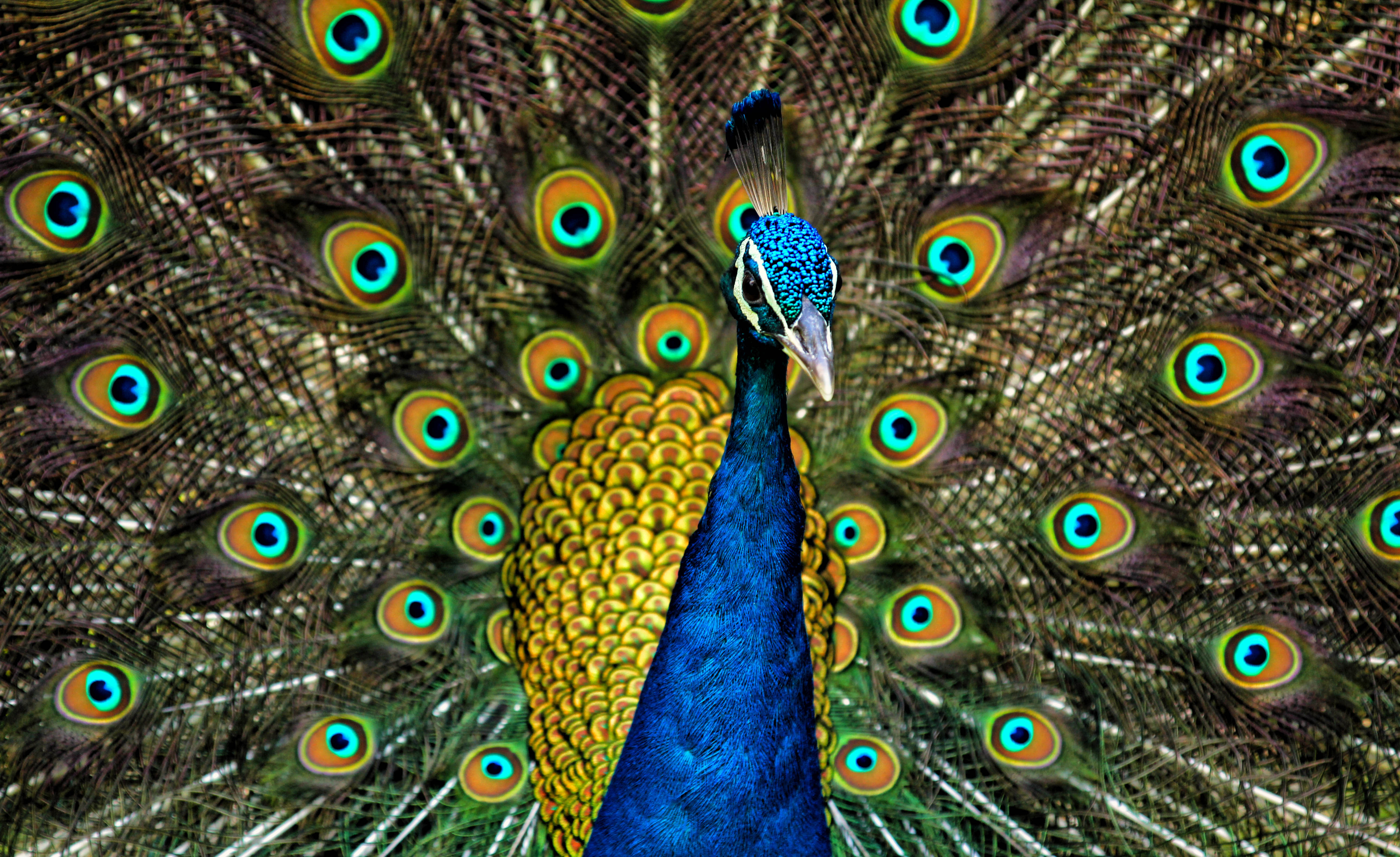 Featured image for Ma Rabu Maasecha and the Peacock: A Tale of Wonder