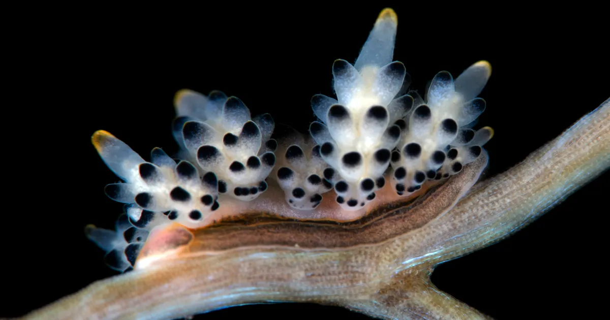 Featured image for Sea Slugs and the Insights into Consciousness