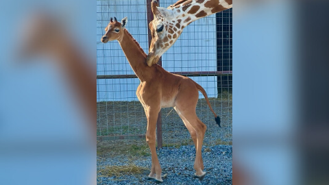 Featured image for "Unprecedented Birth: Spotless Giraffe Defies Nature at Bright's Zoo"