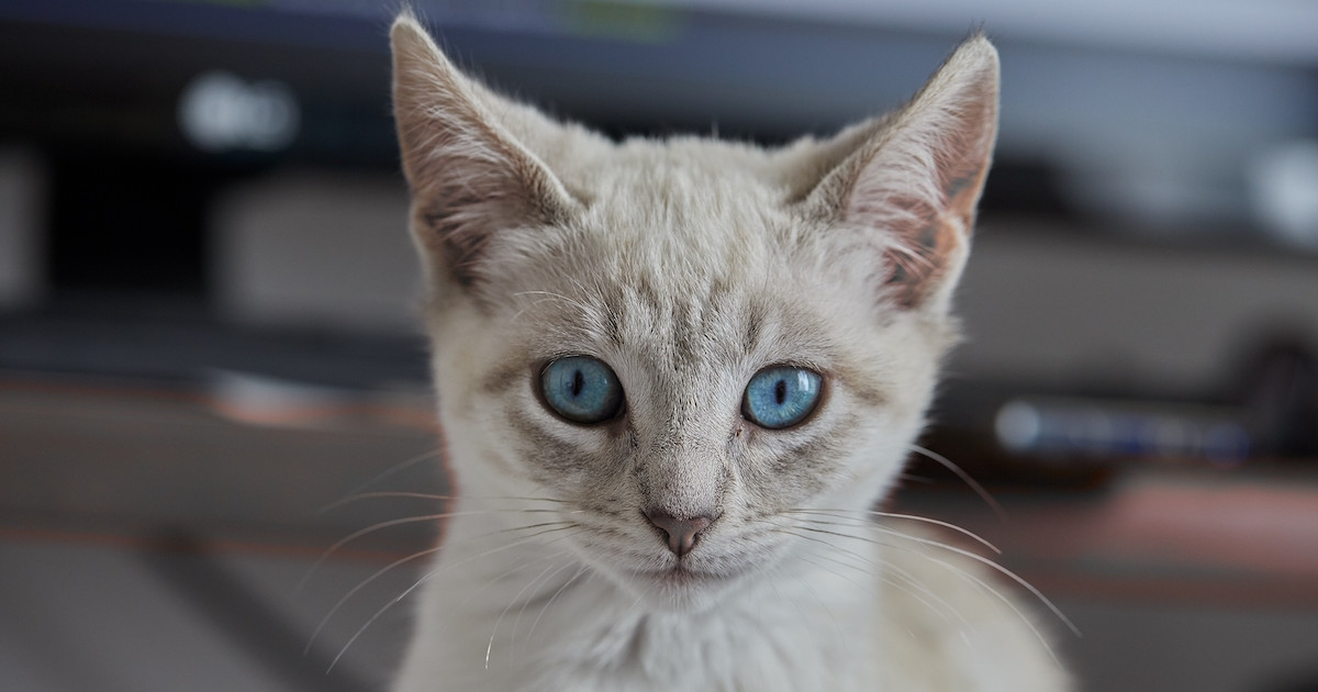 Featured image for Injured Siamese Kitten Finds Help and a Forever Home
