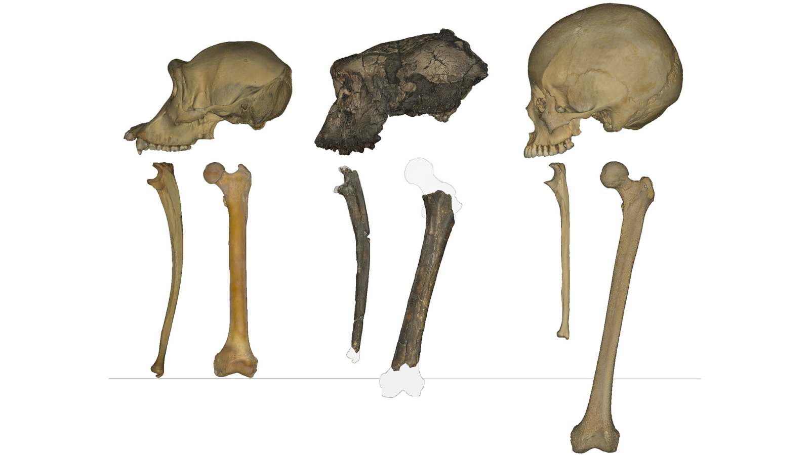 Featured image for 7 Million-Year-Old Fossil Indicates Early Bipedal Walking and Human Ancestry