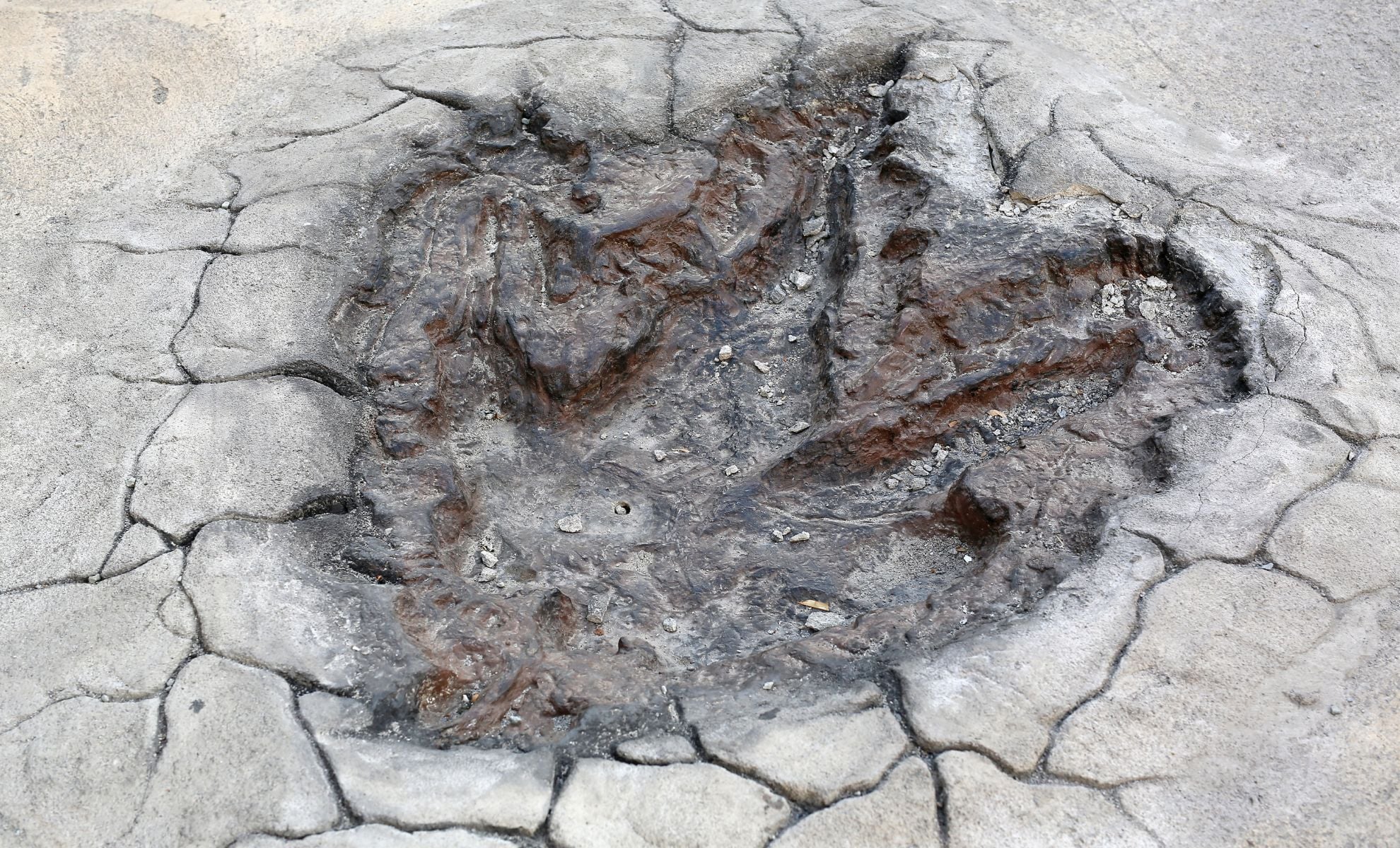 Featured image for Fossilized Footprints Reveal Multi-Species Dinosaur Herds and Predatory Watch