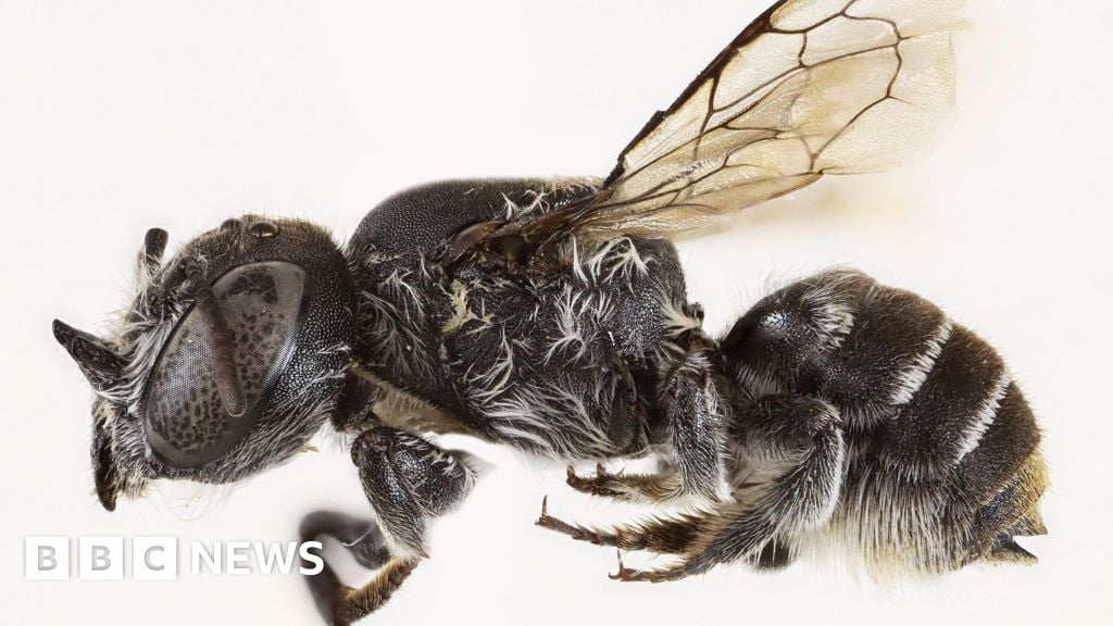 Featured image for New Horned 'Devil' Bee Discovered in Western Australia