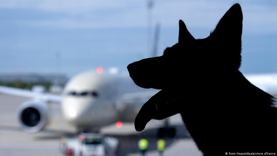 Featured image for EU Court Rules Pets Can Be Considered Baggage on Flights