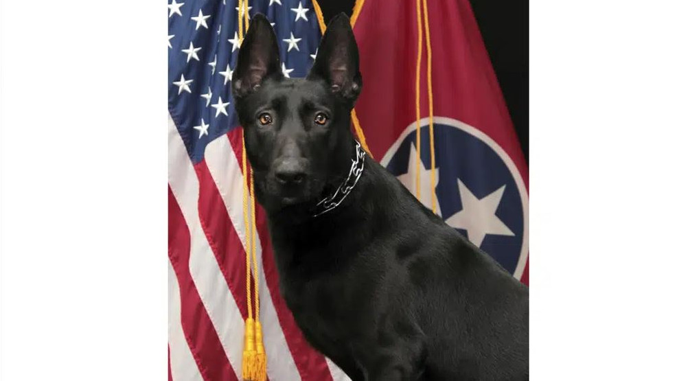 Featured image for Police shootout in Tennessee leaves one dead and K-9 wounded.