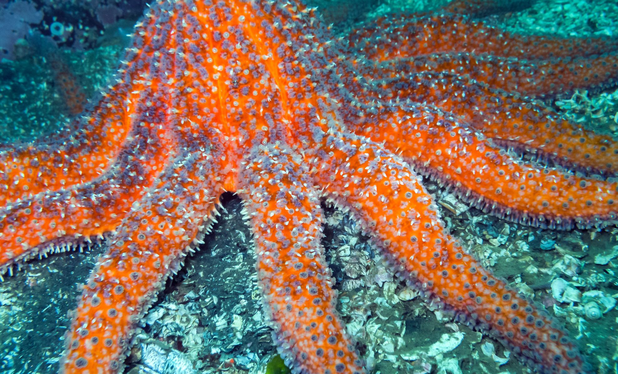 Featured image for Sea Stars' Role in Kelp Forest Conservation and Recovery