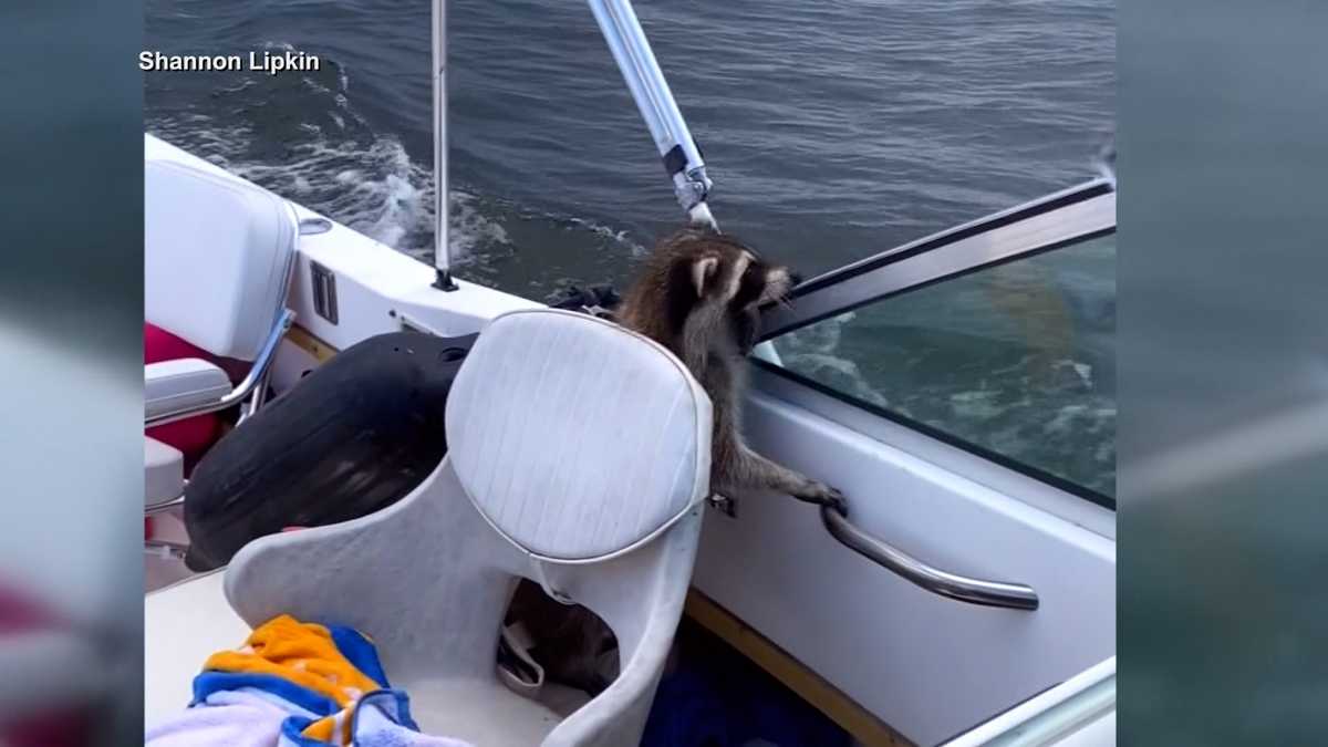 Featured image for Unlikely passengers: Couple finds stowaway raccoons on joyride