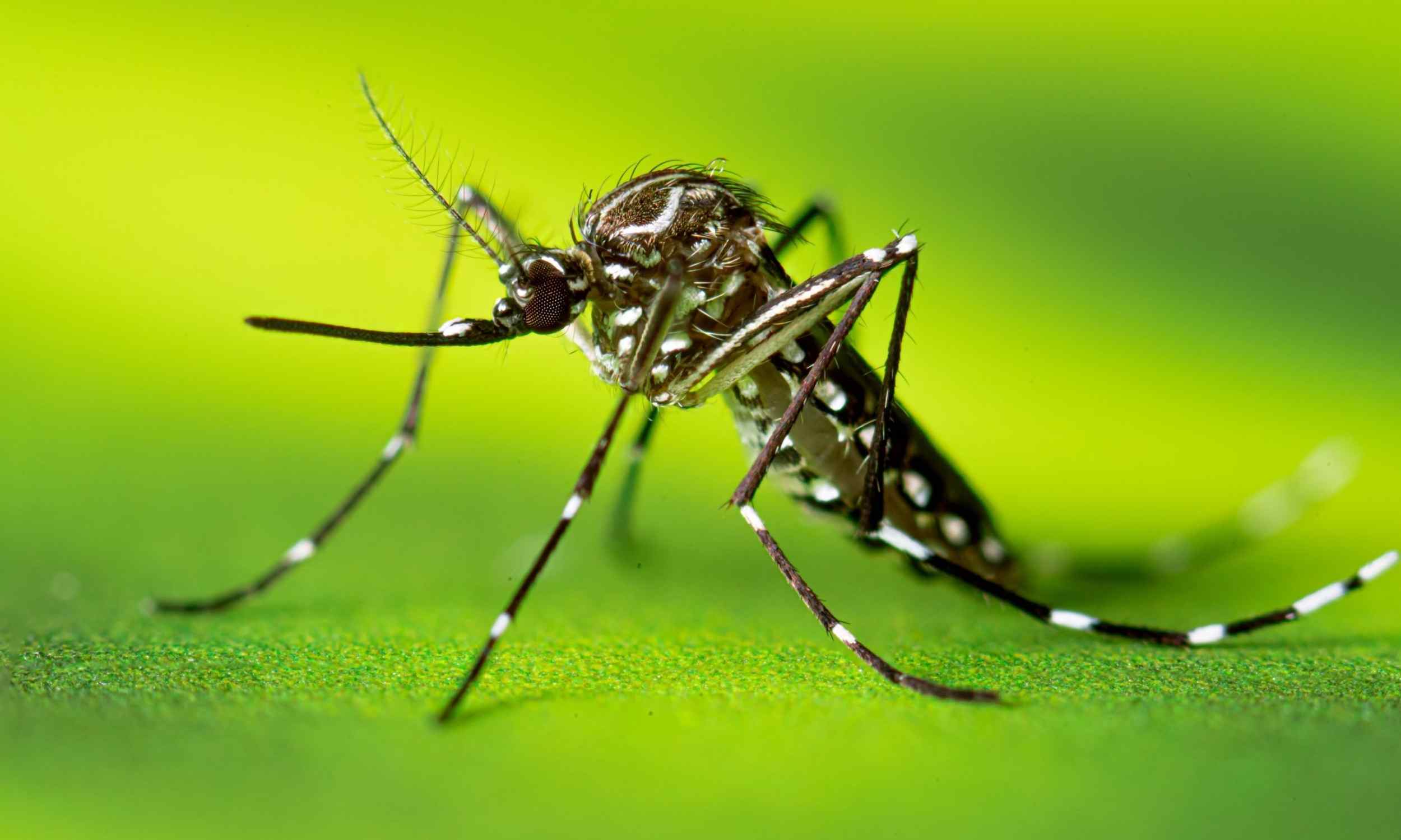 Featured image for Health Alert: Tropical Virus Reaches Cities, U.S. Oropouche Fever Market Outlook 2025