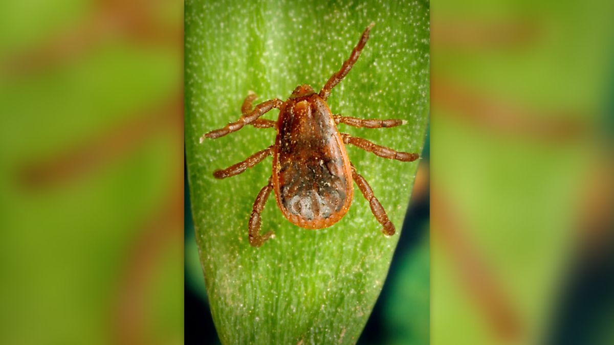 Featured image for "Rising Concerns: Rocky Mountain Spotted Fever Outbreak Claims Lives and Sparks CDC Alert"