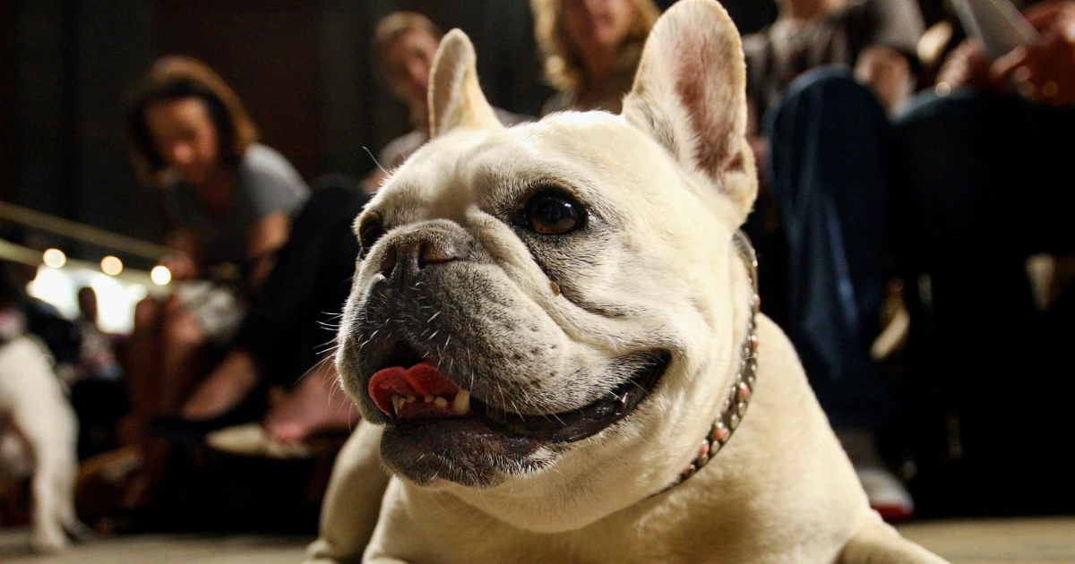 Featured image for French Bulldogs Reign as America's Top Dog Breed