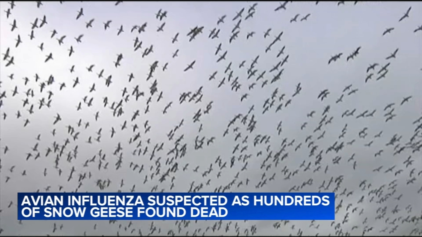 Featured image for Bird Flu Suspected in Snow Geese Deaths at Pennsylvania Quarry