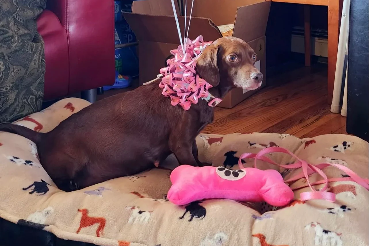 Featured image for Multiple Dogs Stolen with Vehicles in Maryland