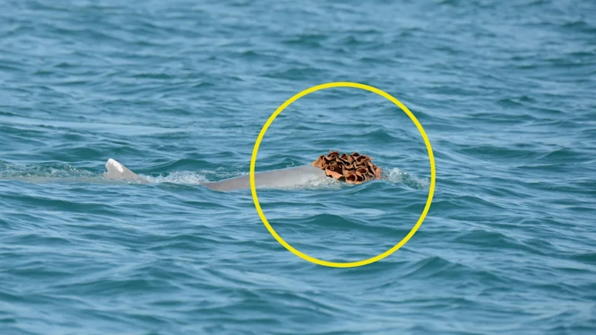 Featured image for Dolphins Wear Sea Sponge Hats to Attract Mates