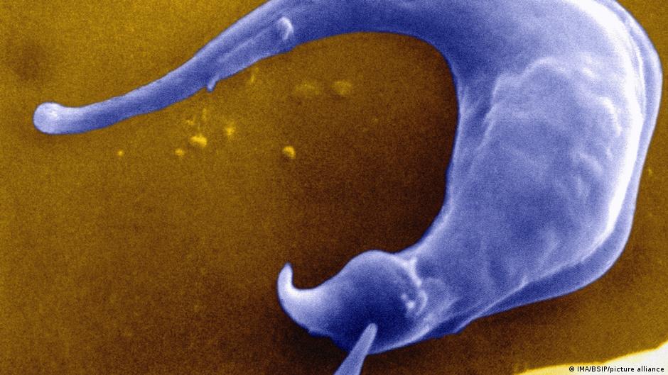 Featured image for Kissing Bug Disease Becomes Endemic and Spreads Across the U.S.