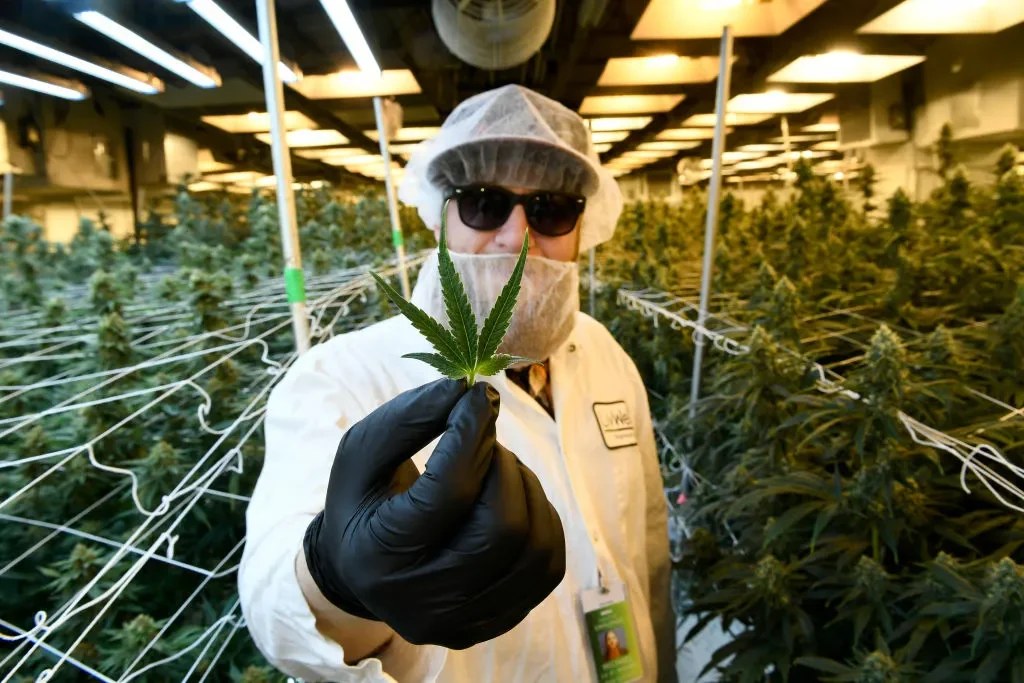 Featured image for Rising Cannabis Use Among Psychosis Patients Sparks Medical Concerns