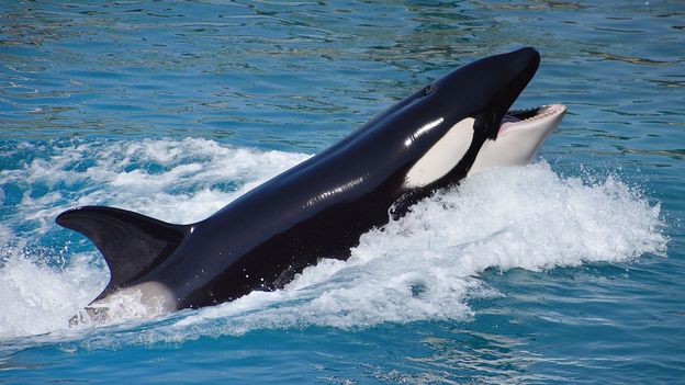Featured image for Orcas Ramp Up Boat Ramming Behavior in Recent Encounters.
