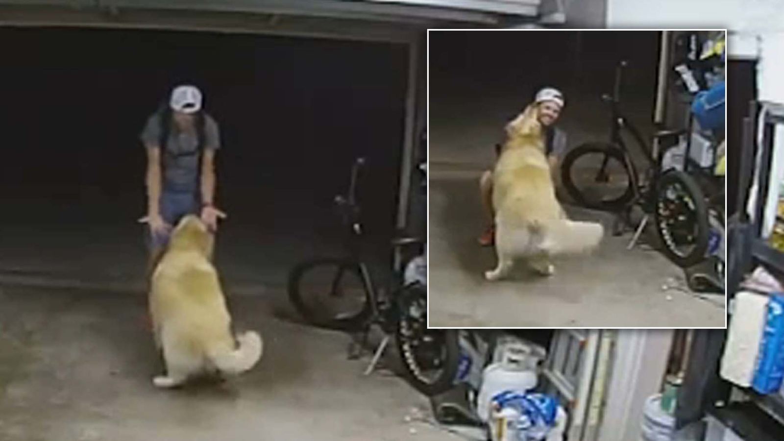 Featured image for Bike Thief Bonds with Golden Retriever Before Stealing Owner's Bicycle