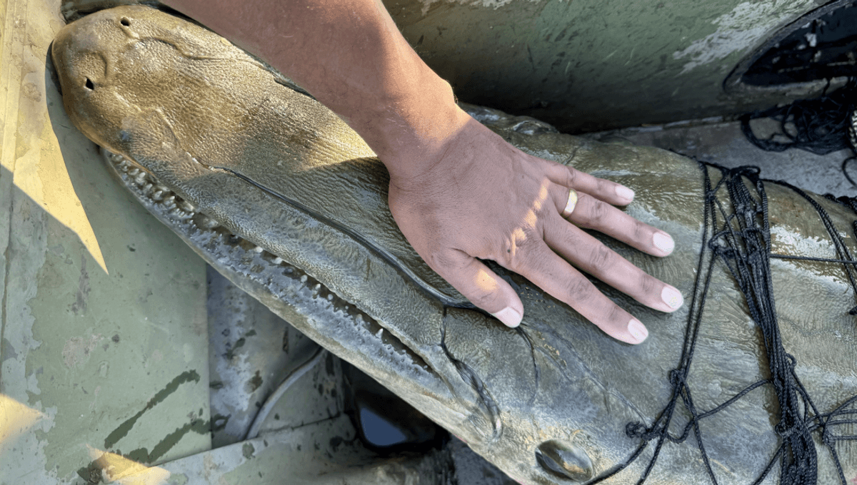 Featured image for Scientists Capture and Release Massive River Monster in Mississippi