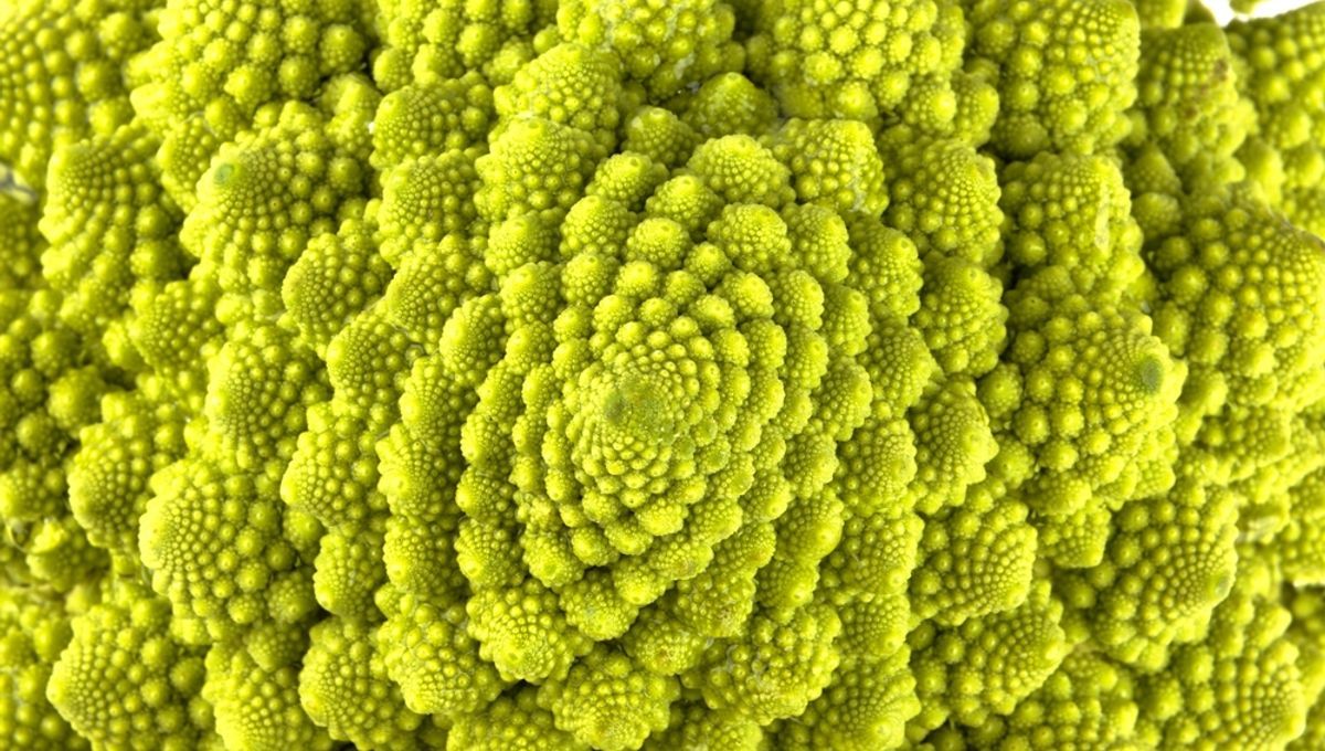 Featured image for Ancient Fossilized Plant Challenges Fibonacci Pattern